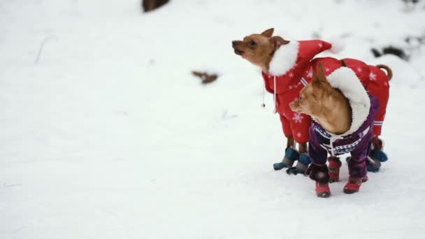Собачий Одяг Від Холоду — стокове відео
