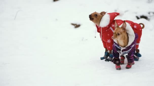 寒さから犬服 — ストック動画