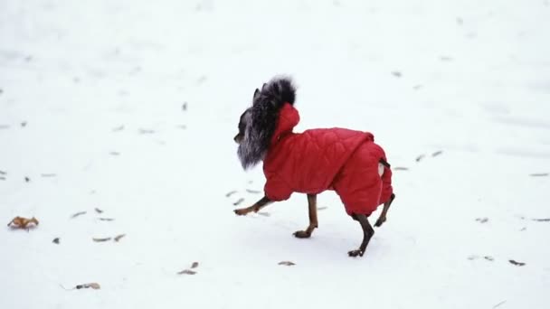 Ropa Perro Del Frío — Vídeos de Stock