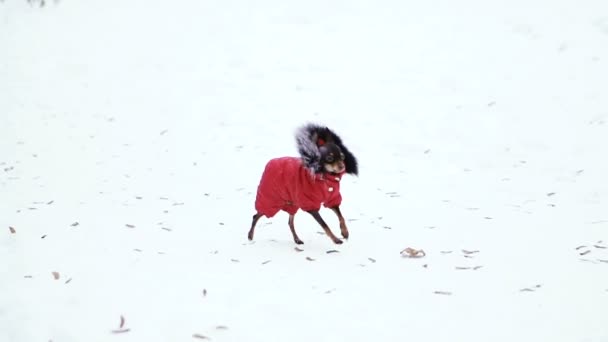 Hund Kläder Från Kylan — Stockvideo