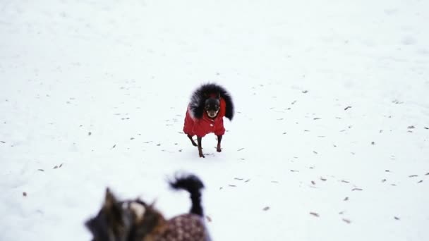 Hundekleidung Vor Der Kälte — Stockvideo