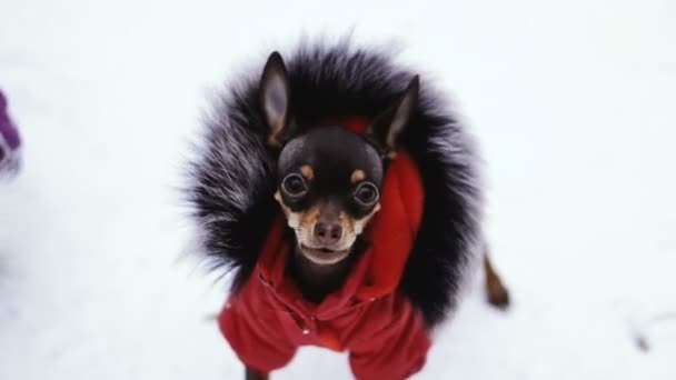 Собачий Одяг Від Холоду — стокове відео