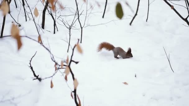 Ardilla Corre Por Nieve — Vídeos de Stock