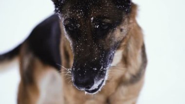 Çoban köpeği yüz karda