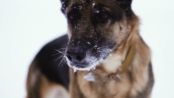 Schäferhundegesicht Schnee — Stockvideo