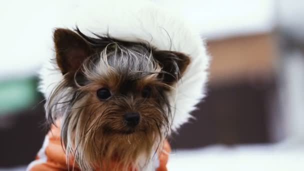 Собака Зимовому Одязі — стокове відео