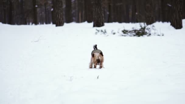Σκυλί Στο Χειμωνιάτικα Ρούχα — Αρχείο Βίντεο