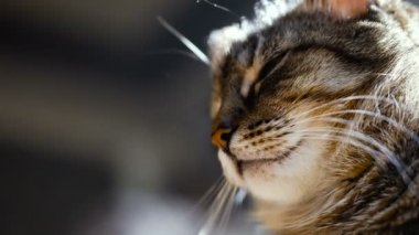 Kedi uyuya kalır. 4 k video 25 kare