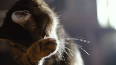 Kedi yalama pençe. Video 25 kare