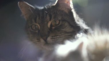 Bir kedi portresi. Video 25 kare