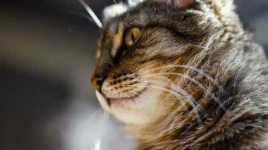 Kedi uyuya kalır. 4 k video 25 kare