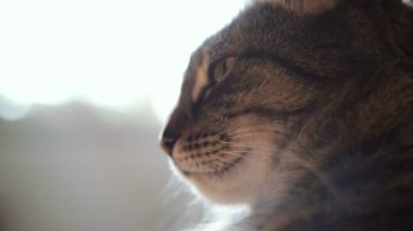 Bir kedi portresi. Video 25 kare