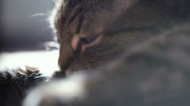 Kedi yalama pençe. Video 25 kare