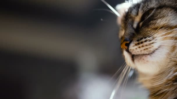 Le chat s'endort. Vidéo 4K 25 images 