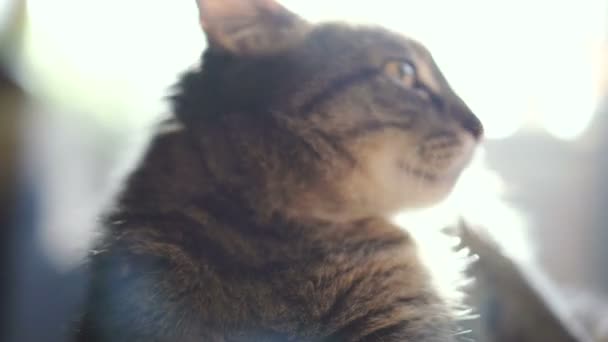 Retrato Gato Video Cuadros — Vídeo de stock
