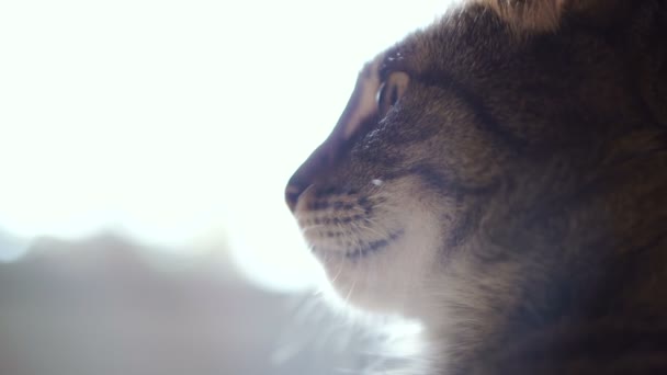 Retrato Gato Vídeo Quadros — Vídeo de Stock