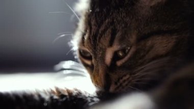Kedi yalama pençe. Video 25 kare