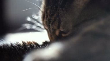 Kedi yalama pençe. Video 25 kare