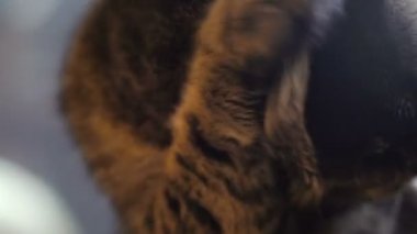 Kedi yalama pençe. Video 25 kare