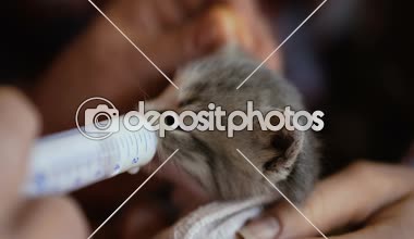 Küçük kedi yavrusu süt bir şırıngadan beslenir. Video 25 kare