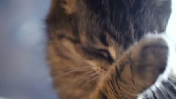 Cat Licking Paw Video Ramar — Stockvideo