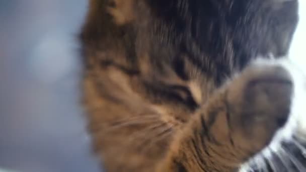 Une patte léchante de chat. Vidéo 25 images 