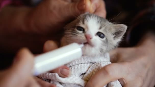 Het Kleine Kitten Wordt Melk Gevoed Uit Een Spuit Video — Stockvideo