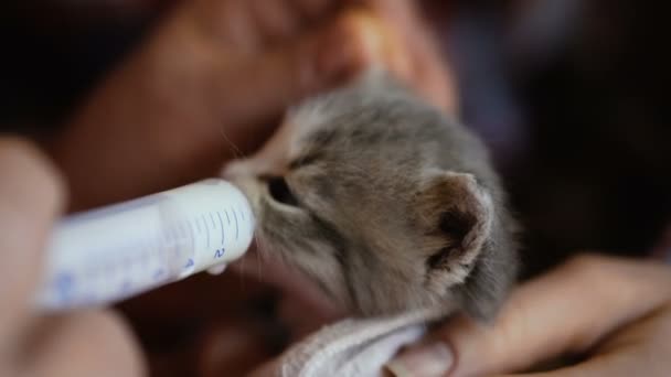 Das Kleine Kätzchen Wird Mit Milch Aus Einer Spritze Gefüttert — Stockvideo