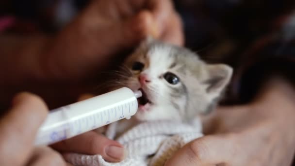 Kis Cica Tejet Táplálja Fecskendőt Videóinak Képkocka — Stock videók