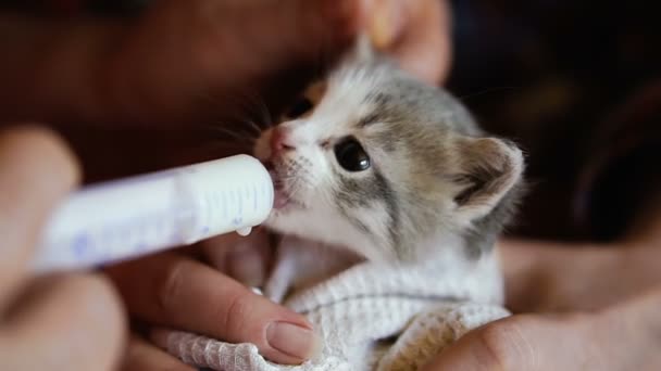 고양이 주사기에서 우유를 먹이입니다 비디오 프레임 — 비디오