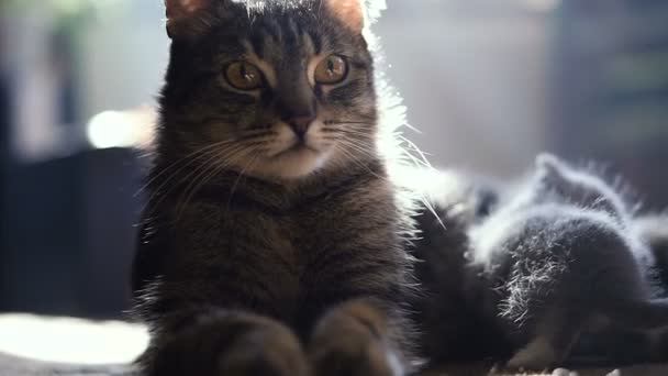 Gatito Recién Nacido Gato Madre Video Cuadros — Vídeo de stock