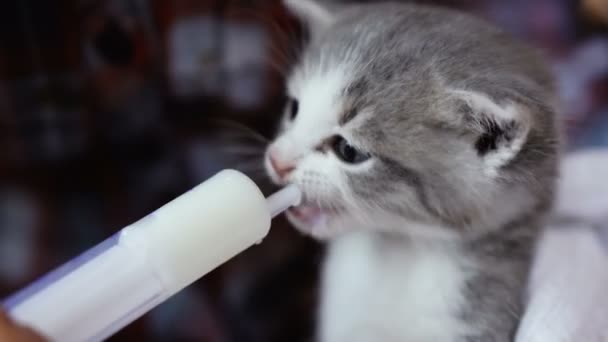 Het Kleine Kitten Wordt Melk Gevoed Uit Een Spuit Video — Stockvideo