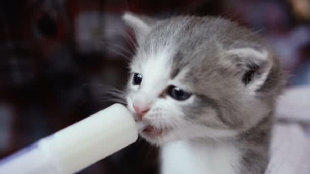 Little Kitten Fed Milk Syringe Video Frames — Stock Video