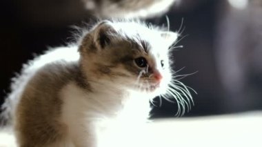 Yeni doğmuş yavru kedi anne oturuyor. Video 25 kare