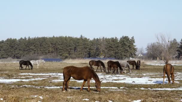 Cavalos Estão Andar Campo Vídeo Quadros — Vídeo de Stock