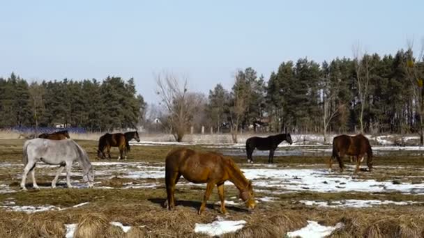 Pferde Laufen Auf Dem Feld Video Bilder — Stockvideo