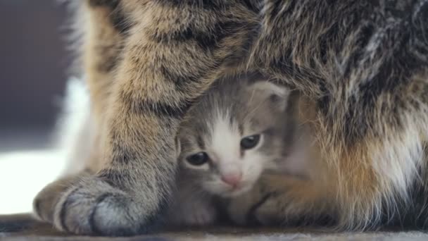 Poblíž Máma Kočka Novorozené Kotě Snímky Videa — Stock video