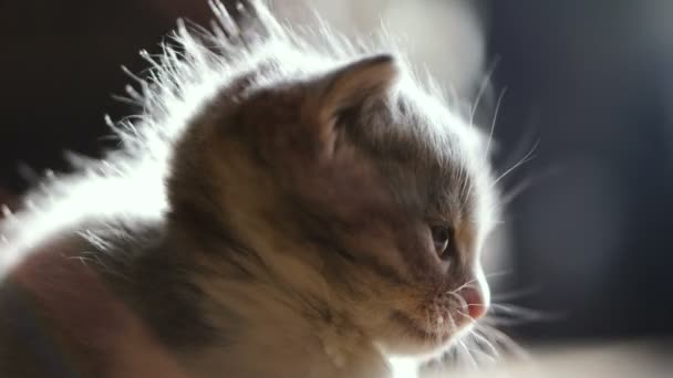 Gatito Recién Nacido Sentado Cerca Madre Del Gato Video Cuadros — Vídeo de stock