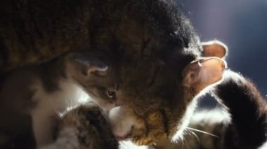 Yeni doğmuş yavru kedi anne oturuyor. Video 25 kare