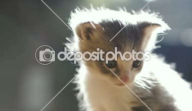 Yeni doğmuş yavru kedi anne oturuyor. Video 25 kare