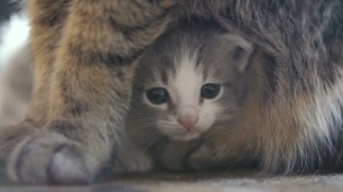 Yeni doğmuş yavru kedi anne oturuyor. Video 25 kare