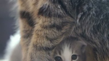 Yeni doğmuş yavru kedi anne oturuyor. Video 25 kare