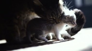 Yeni doğmuş yavru kedi anne oturuyor. Video 25 kare