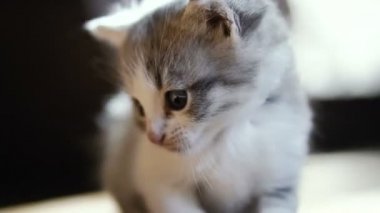 Yeni doğmuş yavru kedi anne oturuyor. Video 25 kare