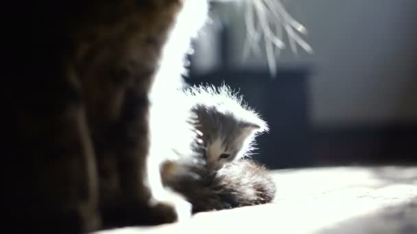 Gatinho Recém Nascido Sentado Perto Mãe Gato Vídeo Quadros — Vídeo de Stock