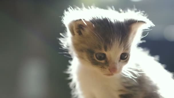 Gatito Recién Nacido Sentado Cerca Madre Del Gato Video Cuadros — Vídeos de Stock