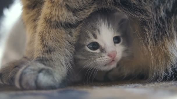 Neugeborenes Kätzchen Sitzt Der Nähe Der Katzenmama Video Frames — Stockvideo