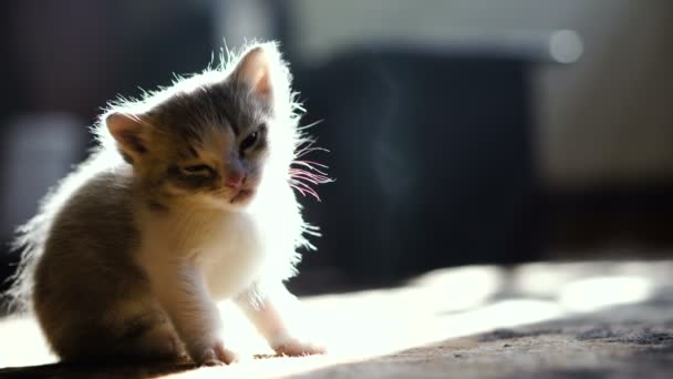 Gatinho Recém Nascido Sentado Perto Mãe Gato Vídeo Quadros — Vídeo de Stock