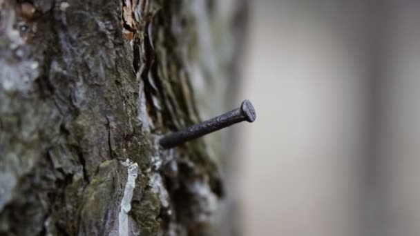 Clou Ongle Martelé Dans Bois Vidéo Images — Video