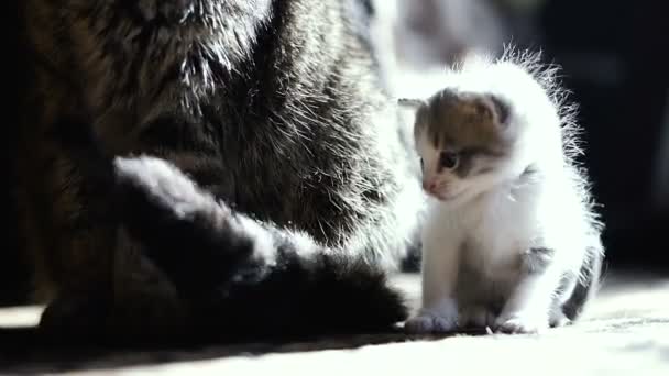 Yeni Doğmuş Yavru Kedi Anne Oturuyor Video Kare — Stok video